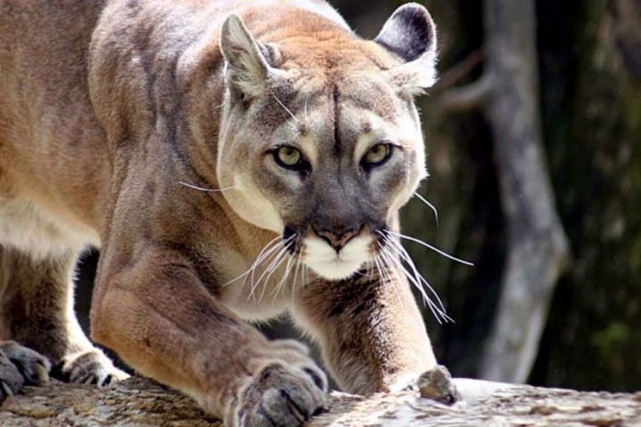 Disminución Ofensa Agacharse Acciones de prevención frente al encuentro con un puma - San Martin a DIARIO Disminución Ofensa Agacharse Acciones de prevención frente al encuentro con un puma - San Martin a DIARIO